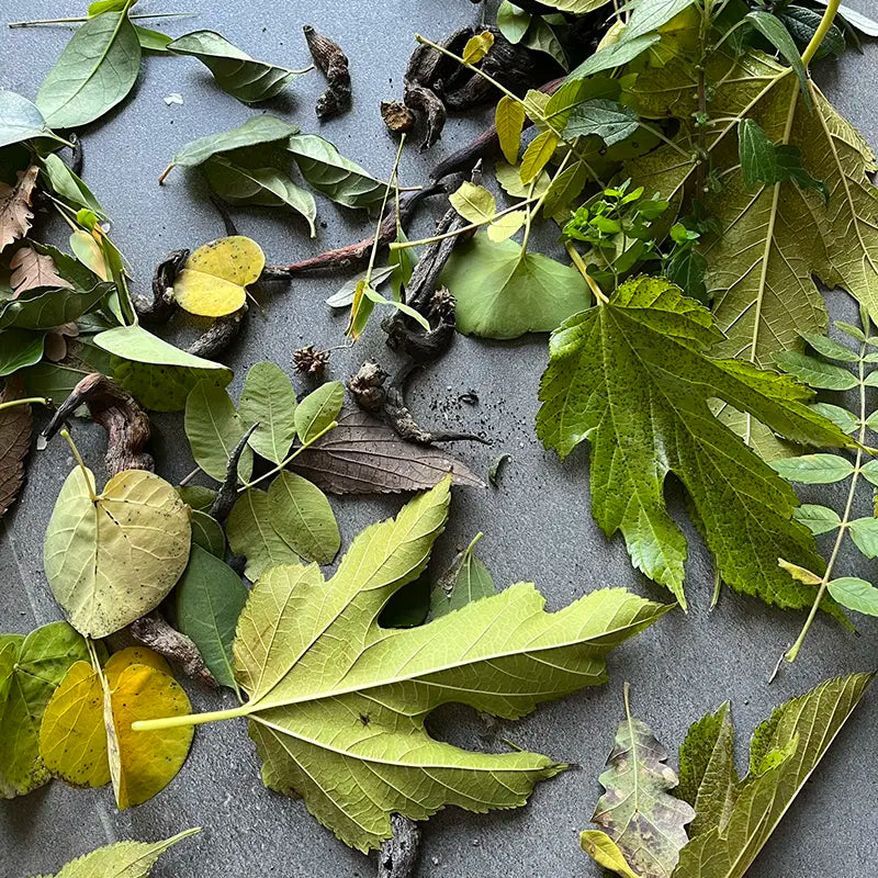 Atelier teinture naturelle plantes locales